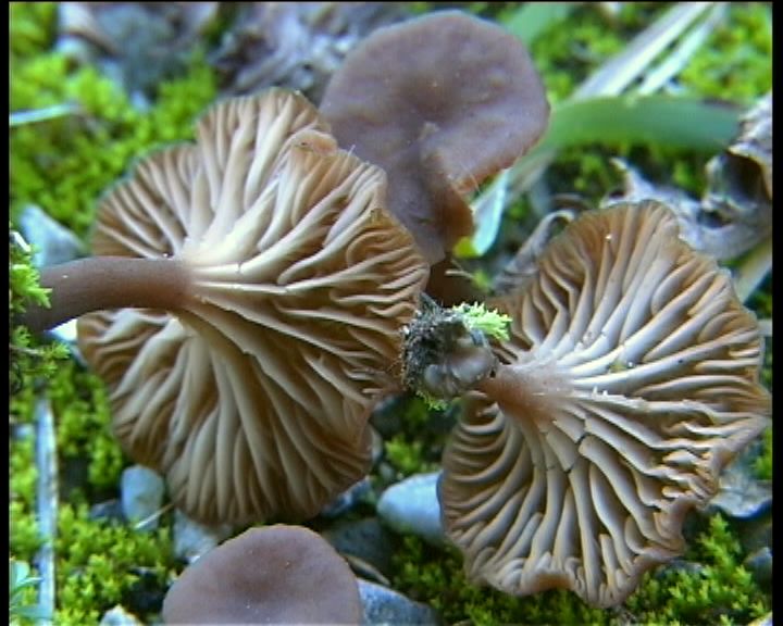 Omphalina pyxidata  (Bull.: Fr.) Qulet